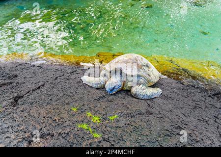 Un moment de sérénité capturé dans le temps comme une tortue de la mer verte hawaïenne repose sur la plage volcanique, se prélassant dans la chaleur du soleil. Banque D'Images