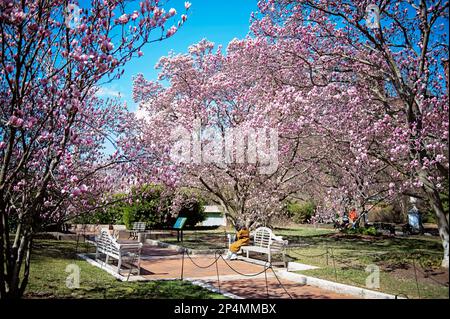 Magnolias en pleine floraison au jardin Enid A. Haupt au château Smithsonian à Washington DC Banque D'Images