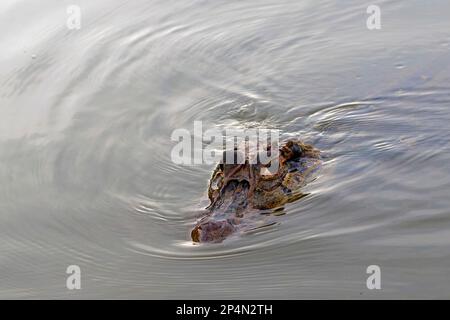 Caïman noir (Melanosuchus niger) nageant dans le fleuve Madre de Dios, parc national de Manu, Amazonie péruvienne, Pérou Banque D'Images