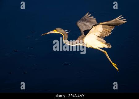 Heron tricolore (Egretta tricolor) volant au lever du soleil au-dessus de l'eau, zone humide de Wakodahatchee, Floride, États-Unis. Banque D'Images