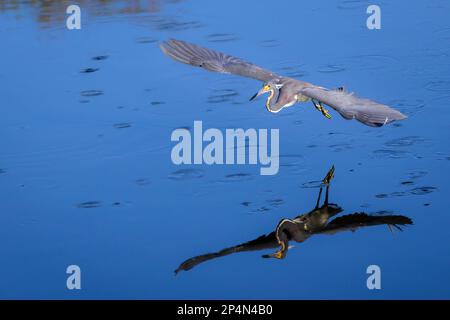 Heron tricolore (Egretta tricolor) volant au-dessus de l'eau avec réflexion, zone humide de Wakodahatchee, Floride, États-Unis. Banque D'Images