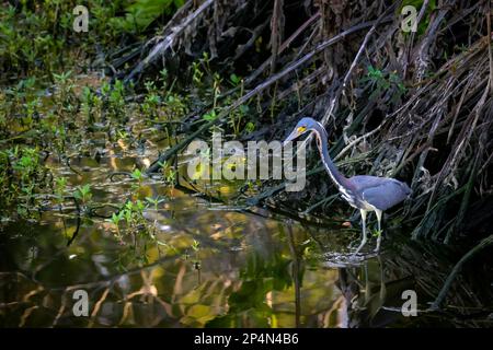 Chasse à l'heron tricolore (Egretta tricolor) dans la forêt humide, dans la zone humide de Wakodahatchee, Floride, États-Unis. Banque D'Images