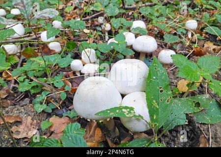 L'Agaricus silvicola, également connu sous le nom de champignon du bois, est une espèce de champignon de l'Agaricus liée au champignon du bouton. Banque D'Images