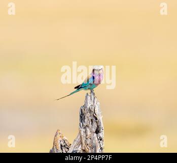 rouleau à la coupe lilas assis sur un arbre mort avec un arrière-plan magnifique comme un oiseau en colère au botswana moremi okawango delta Banque D'Images