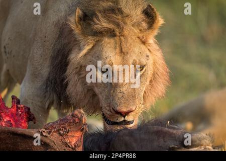 Lion mâle regardant la carcasse du bison avant de se nourrir au botswana moremi Banque D'Images