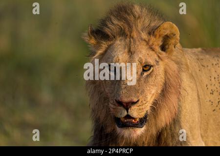 Lion mâle regardant dans l'appareil photo avec des mouches sur son dos au botswana moremi Banque D'Images