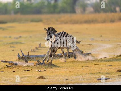 Deux Zèbres jouant et coudandinant ensemble dans la lumière du soleil parfaite du matin au Botswana Moremi Banque D'Images