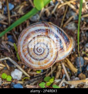 Otala lactea, Escargot comestible espagnol Banque D'Images