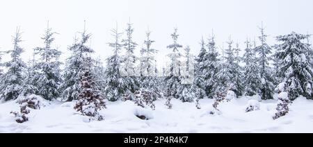 Sapins enneigés en forêt d'hiver. Banque D'Images