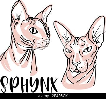 CatsPortraits de sphynx en style esquisse. Illustration vectorielle dessinée à la main. Illustration d'animaux colorés. Banque D'Images