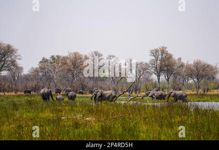 Troupeau d'éléphants traversant la rivière avec bébé dans un beau paysage au Botswana Khwai Banque D'Images
