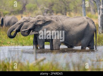 Deux éléphants se tenant dans l'eau et buvant en synchronie au Botswana Khwai Banque D'Images