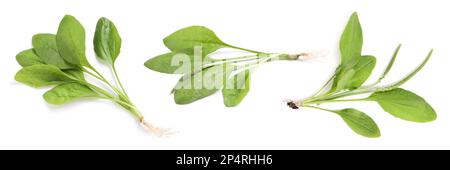 Décor avec plantes plantain à feuilles larges fraîches sur fond blanc. Bannière Banque D'Images