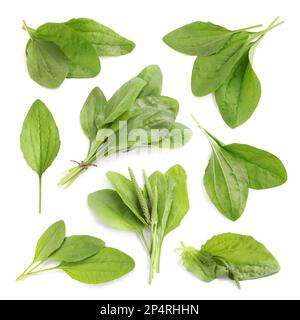 Décor avec plantes plantain à feuilles larges fraîches sur fond blanc Banque D'Images