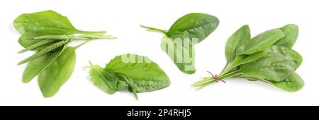 Décor avec plantes plantain à feuilles larges fraîches sur fond blanc. Bannière Banque D'Images