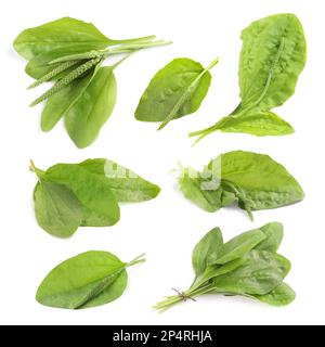 Décor avec plantes plantain à feuilles larges fraîches sur fond blanc Banque D'Images