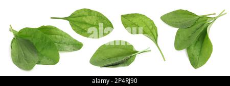 Décor avec plantes plantain à feuilles larges fraîches sur fond blanc. Bannière Banque D'Images