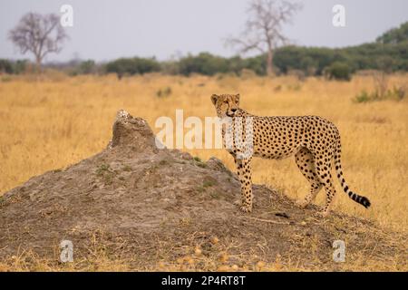 Cheetah se tenant sur une colline Termite avec un fond pittoresque dans le parc national de Savutie Chobe au Botswana Banque D'Images