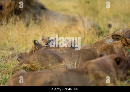 Deux petits lion à l'arrière de sa mère pendant l'alimentation au Botswana khwai Banque D'Images