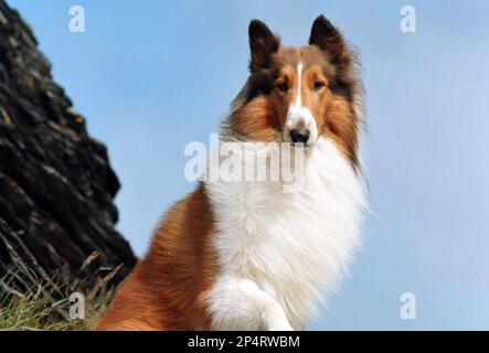 LASSIE VENEZ À LA MAISON 1943 MGM film avec le revêtement rugueux Collie Pal comme Lassie. Banque D'Images