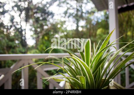 Vue sur la magnifique plante rayonnante de croton dans un jardin Banque D'Images