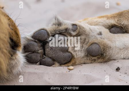 Vue rapprochée de Lion Paw au botswana savutie Banque D'Images