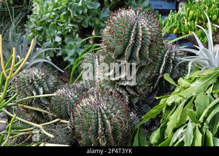 Euphorbia horrida, ou cactus de baril de lait africain. Banque D'Images