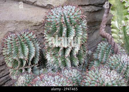 Euphorbia horrida, ou cactus de baril de lait africain. Banque D'Images