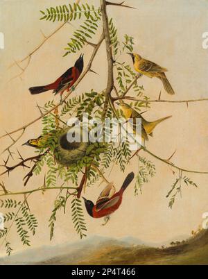 Joseph Bartholomew Kidd, d'après John James Audubon Orchard Oriole 1830 Banque D'Images