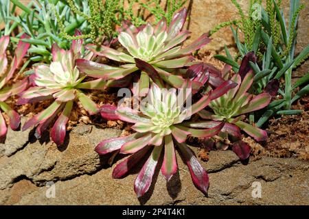 Les rosettes tinées roses de l'Aeonium 'mardi gras' Banque D'Images