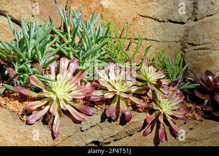 Les rosettes tinées roses de l'Aeonium 'mardi gras' Banque D'Images