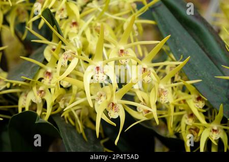 Orchidée Dendrobium Hilda Poxon en fleur. Banque D'Images