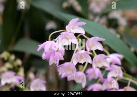 Dendrobium Bardo orchidée rose en fleur. Banque D'Images