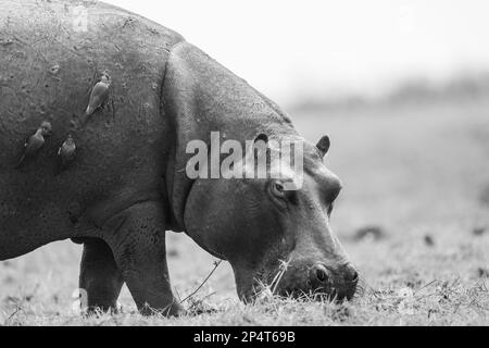 Hippo hors de l'eau paître avec trois boeufs sur son ventre en noir et blanc à la rivière chobe botswana Banque D'Images