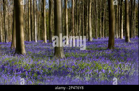 Les fleurs sauvages en jacinthe bleu ou violet de la forêt de Hallerbos, près de Bruxelles, en Belgique, ne sont en pleine floraison que pendant une semaine au printemps. Visito Banque D'Images