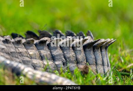 Crocodile queue de gros plan en gras vert dans la rivière chobe du botswana Banque D'Images