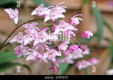 Orchidée Dendrobium suffusum en fleur. Banque D'Images