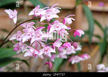 Orchidée Dendrobium suffusum en fleur. Banque D'Images