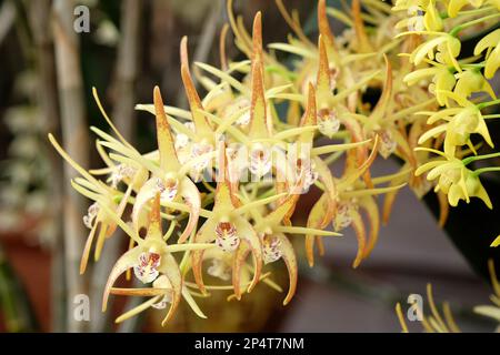 Orchidée Dendrobium Hilda Poxon en fleur. Banque D'Images