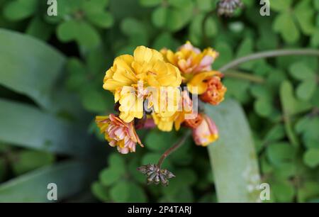 Bermuda buttercup, plante, floraison, Oxalis pes-caprae F. var. Pléniflora, Espagne. Banque D'Images