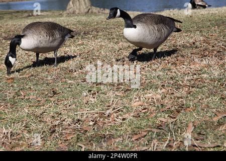 Oies par étang dans le parc de la ville. Vous cherchez de la nourriture le jour ensoleillé de février. Banque D'Images