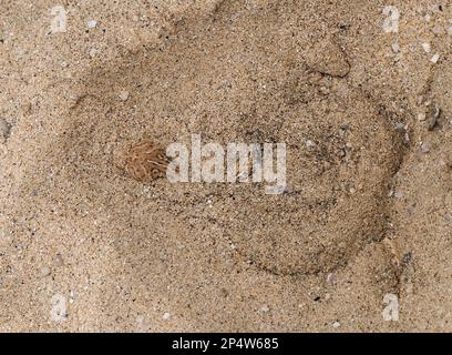 L’Adder de Peringuey (Bitis peringueyi) adulte s’enorçant dans le sable pour se cacher, Namibie, janvier. Banque D'Images