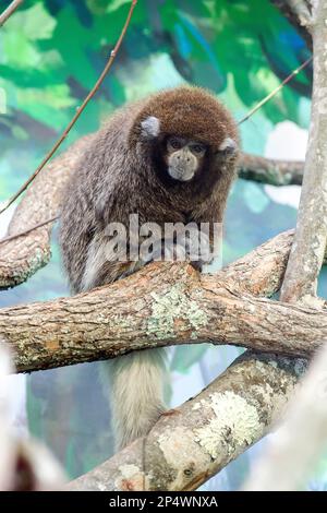 Singe titi gris bolivien, 3/4 vues du corps Banque D'Images