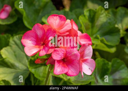 Géranium Zonal, Pelargonium hortorum aux fleurs roses Banque D'Images