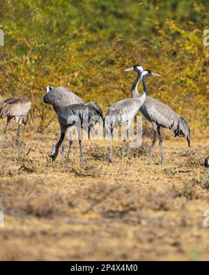 Un groupe de grues communes sur le terrain Banque D'Images