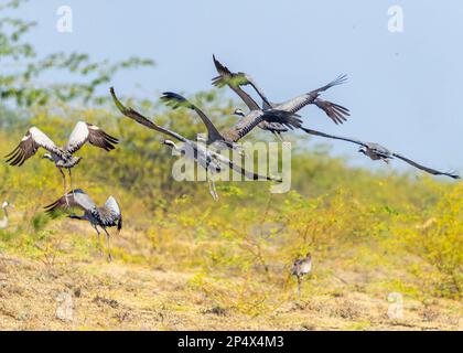 Un troupeau de grues communes en vol Banque D'Images