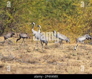 Un troupeau de grues communes dans le pâturage de champ Banque D'Images