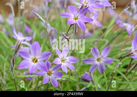 Ipheion Uniflorum, ou étoiles de printemps, 'Froyle Mill' en fleur. Banque D'Images