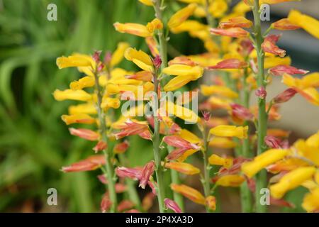 Lachenalia tricolor Frangie ou cape Cowslip, en fleur. Banque D'Images