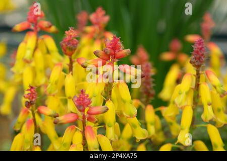 Lachenalia tricolor Frangie ou cape Cowslip, en fleur. Banque D'Images